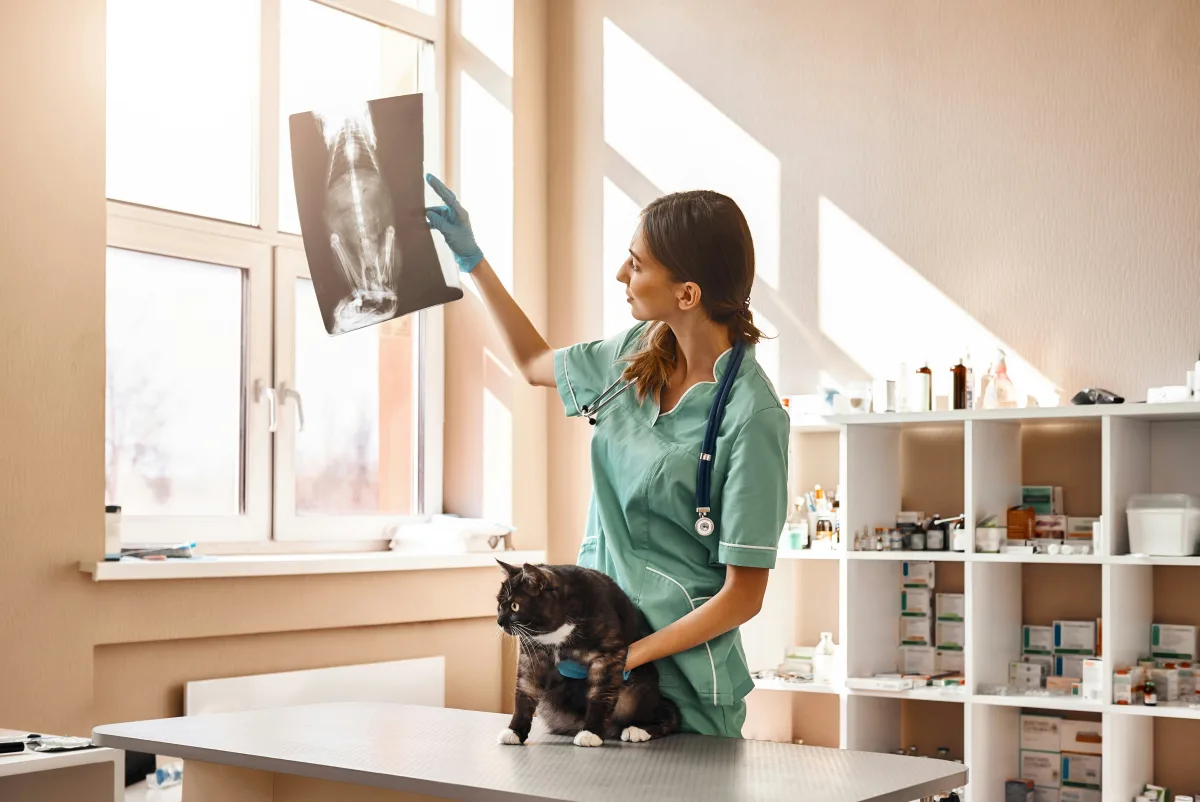 Veterinarian reviewing a feline radiograph beside a cat on the exam table