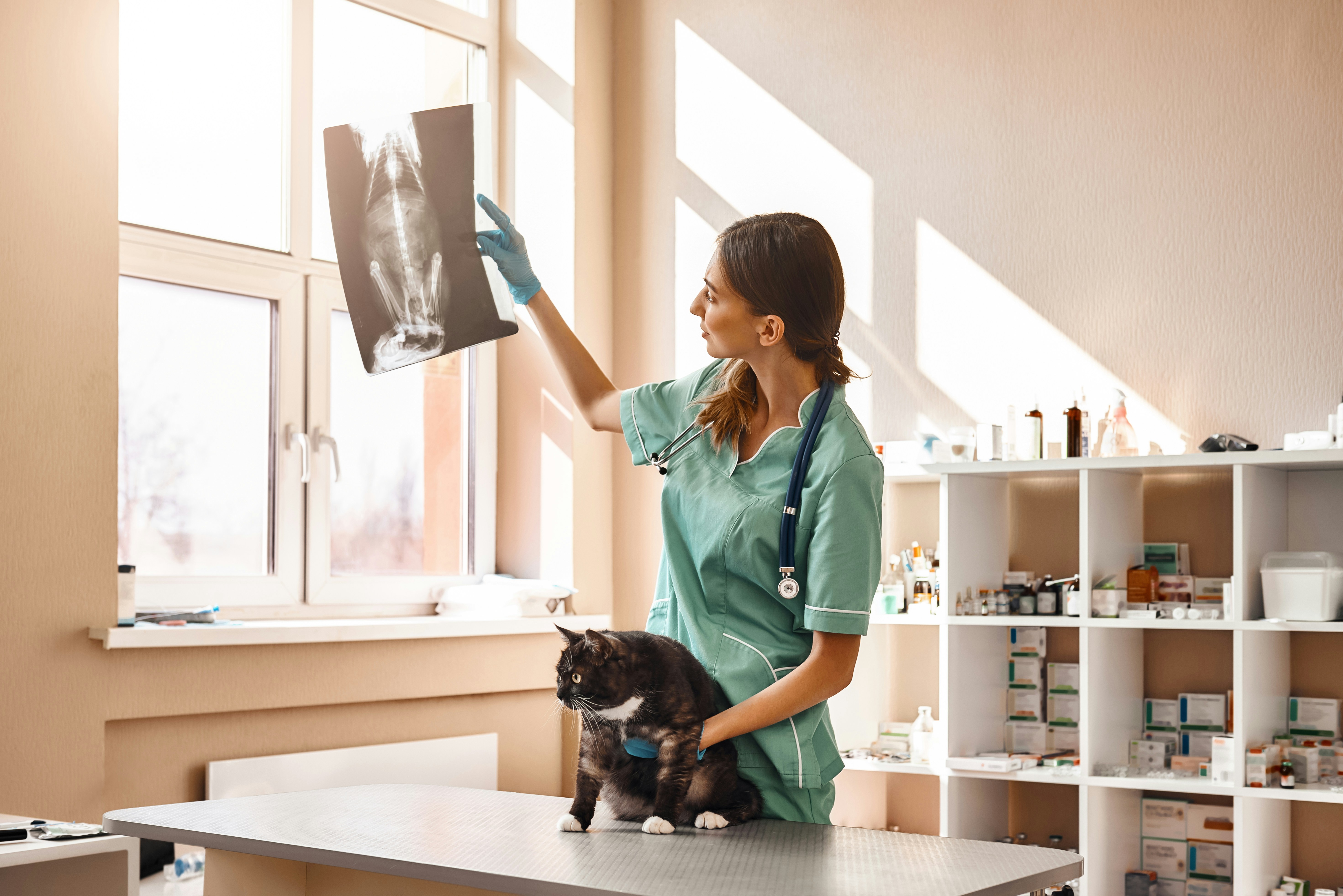 Veterinarian reviewing a feline radiograph beside a cat on the exam table