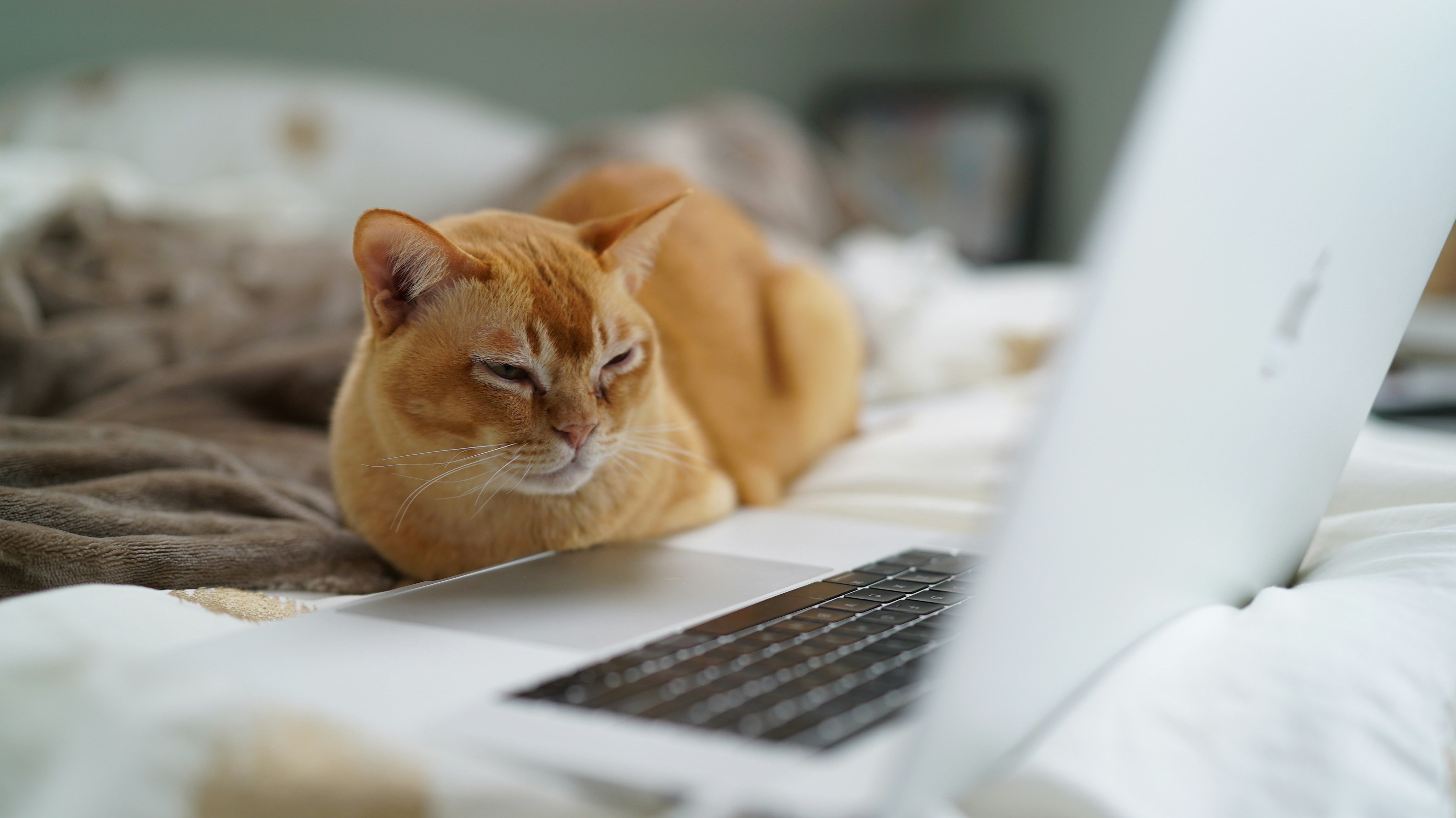 Cat At Laptop Working Hard