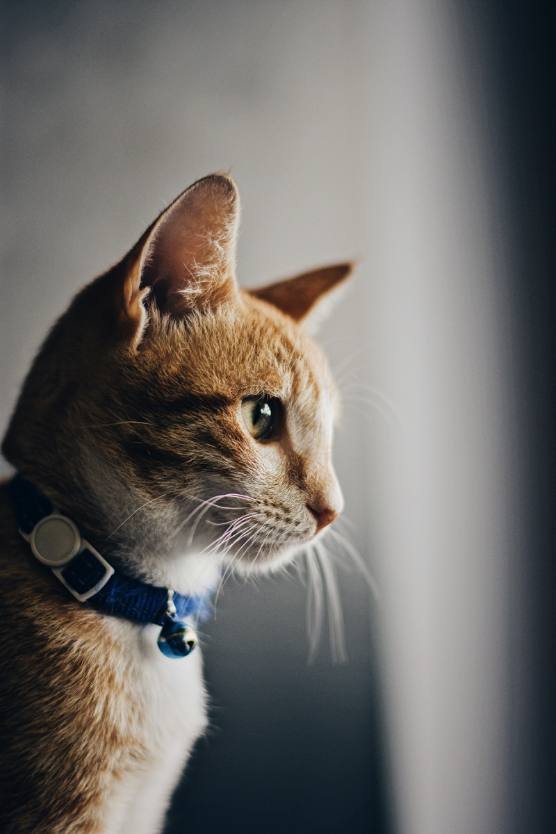 Food Allergy in Cats: Common Myth, Uncommon Diagnosis
