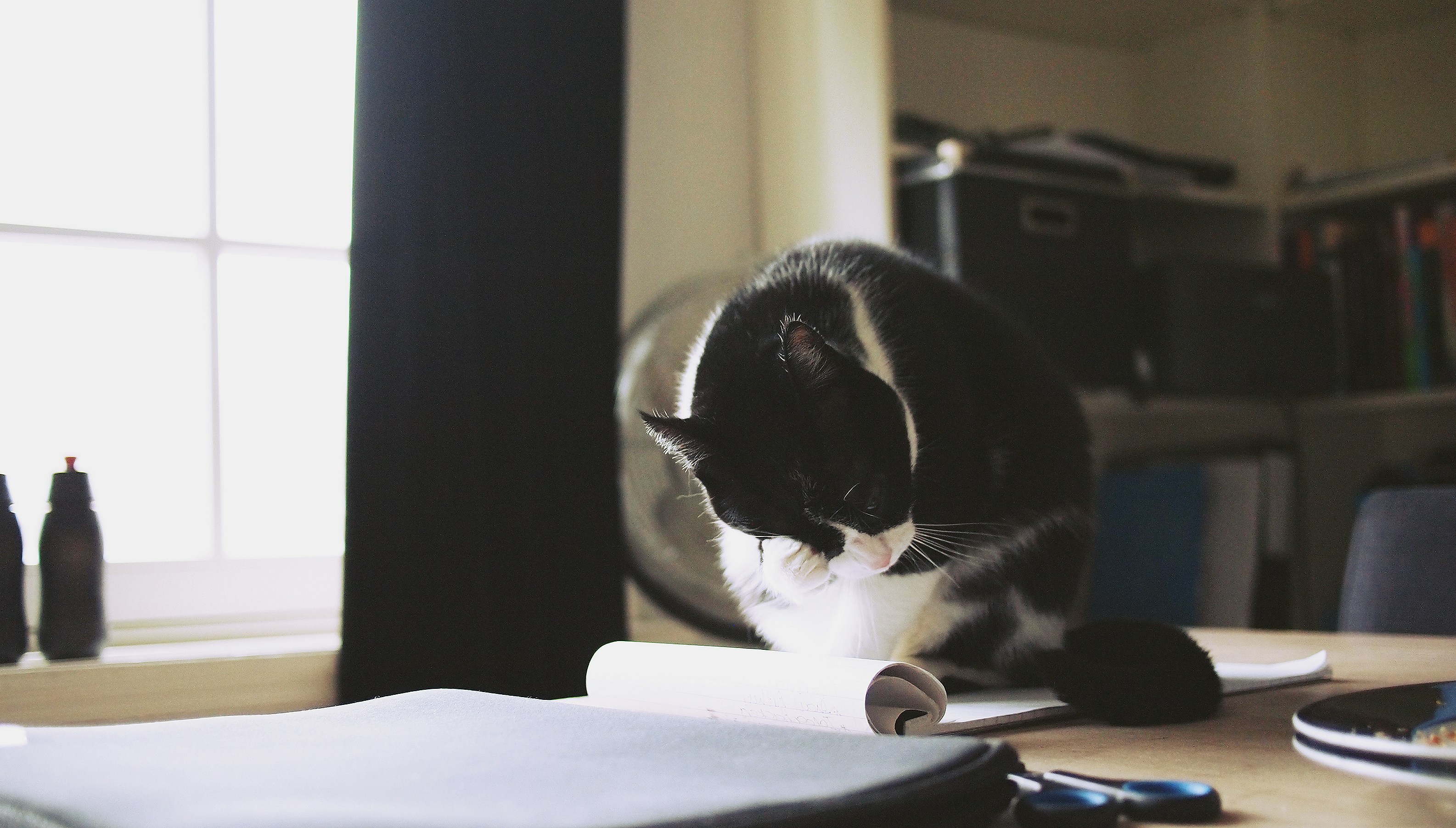 Cat Reviewing Documents