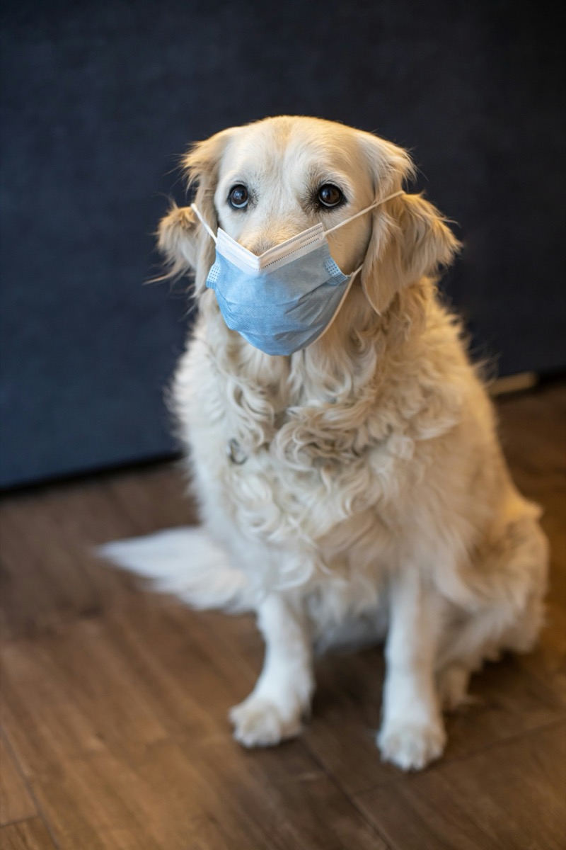 IVDD in Dogs: When to Refer to a Neurologist