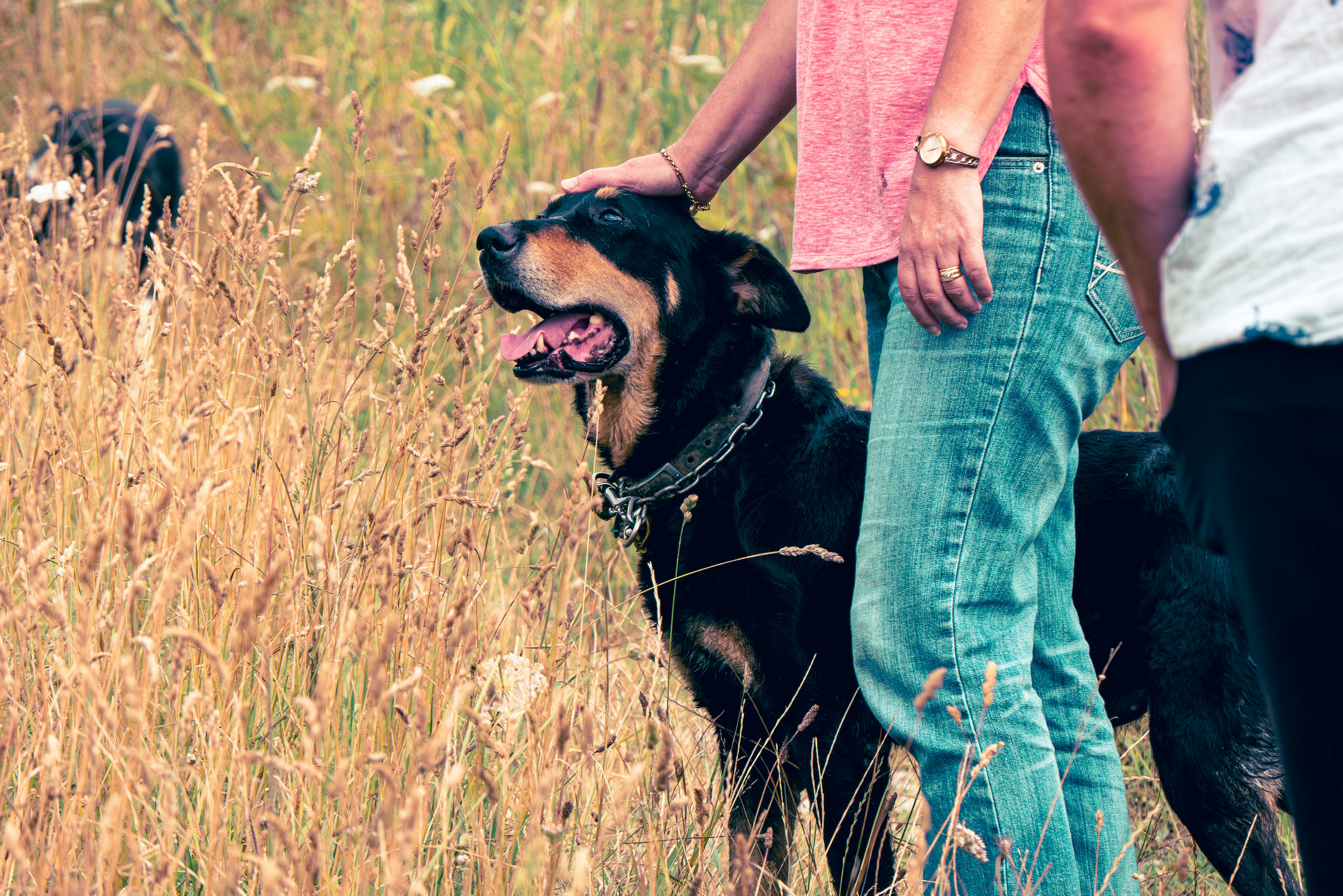 Happy Dog In Field