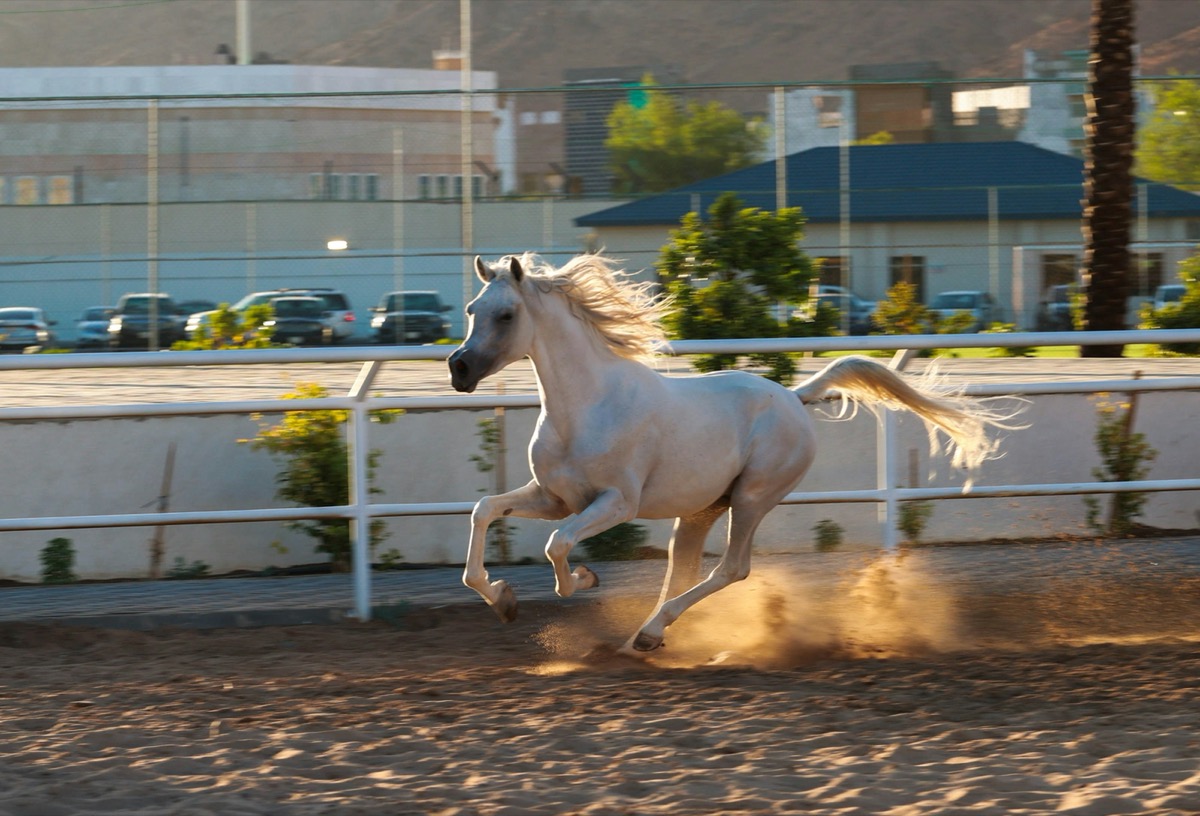 White Arabian horse galloping