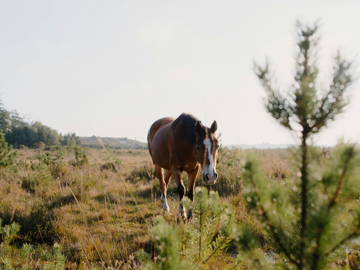 Bay horse grazing in a meadow