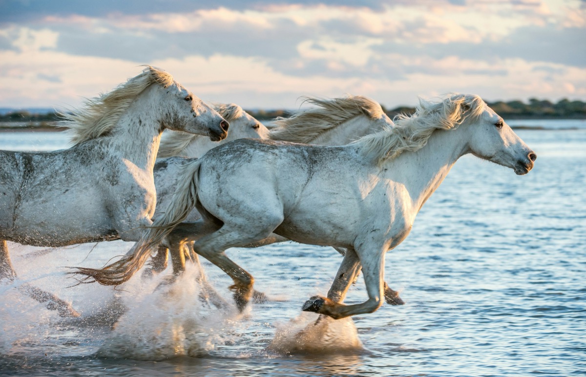 White Camargue horses galloping through water