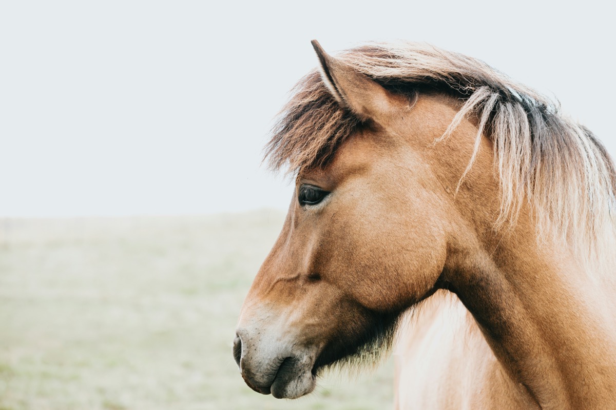 Chestnut horse portrait with flowing mane
