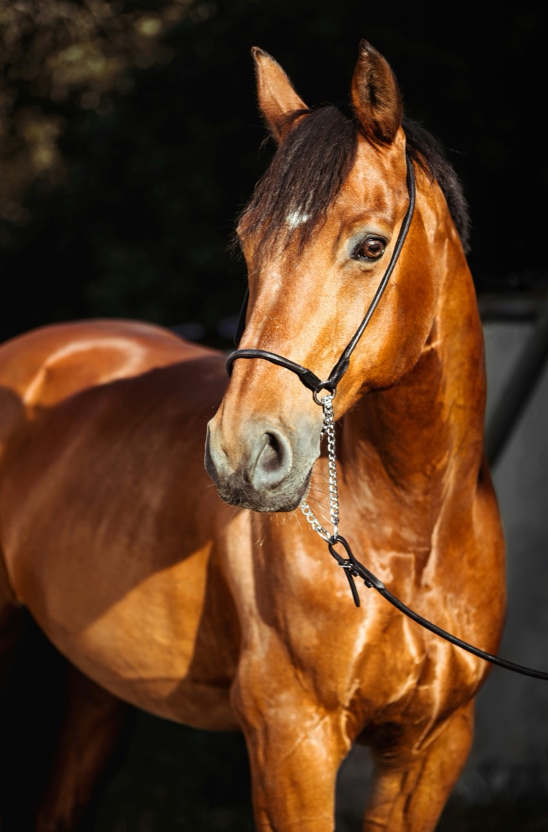 Close-up portrait of a chestnut horse, relevant to equine corneal ulcer assessment