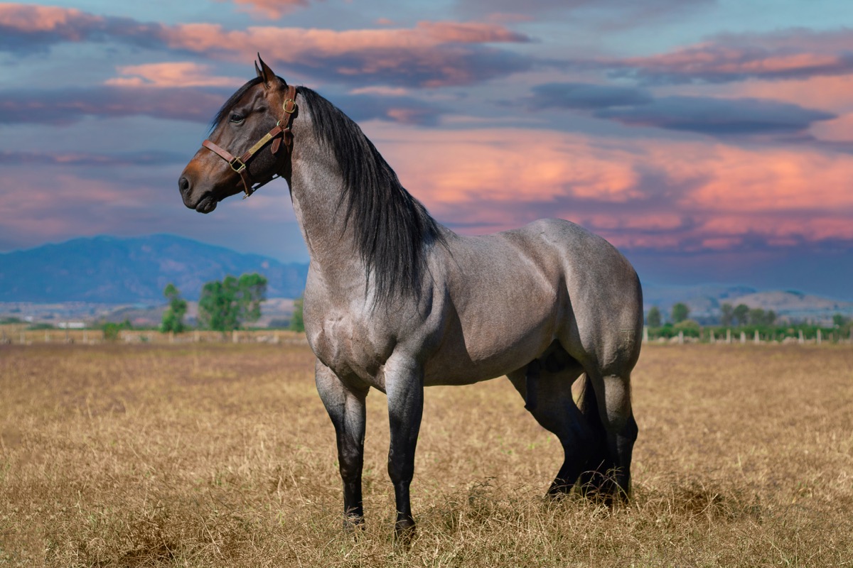Majestic grey horse at sunset