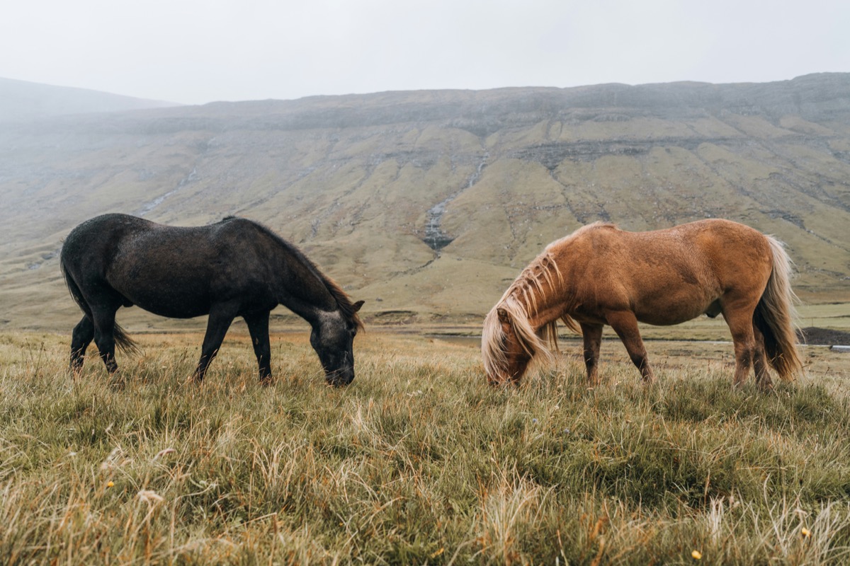 Two Icelandic horses grazing in mountain pasture
