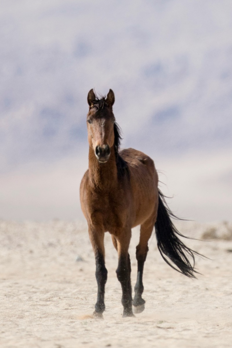 Wild mustang portrait in desert landscape