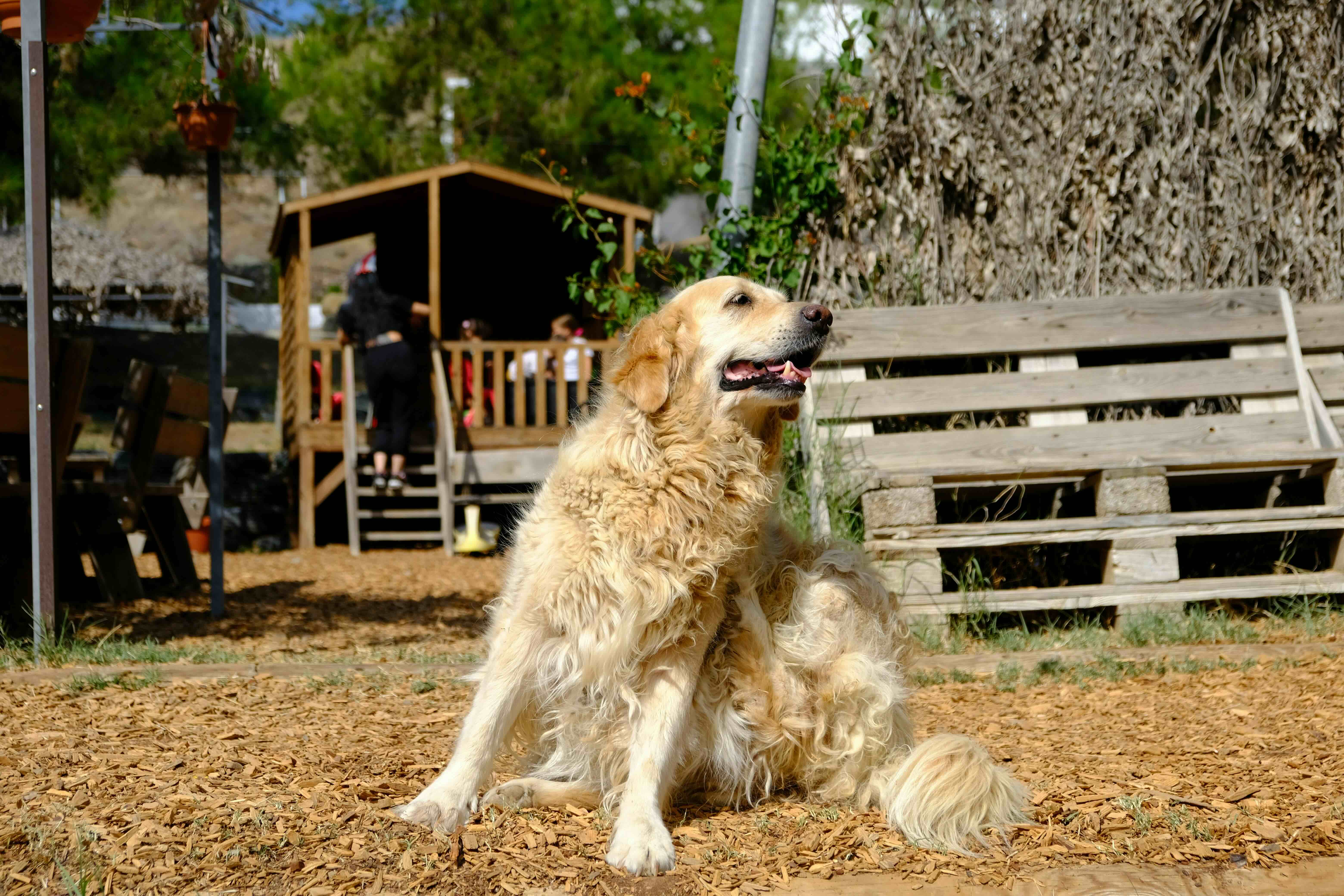 The Itchy Cats and Dogs - Dermatology CE