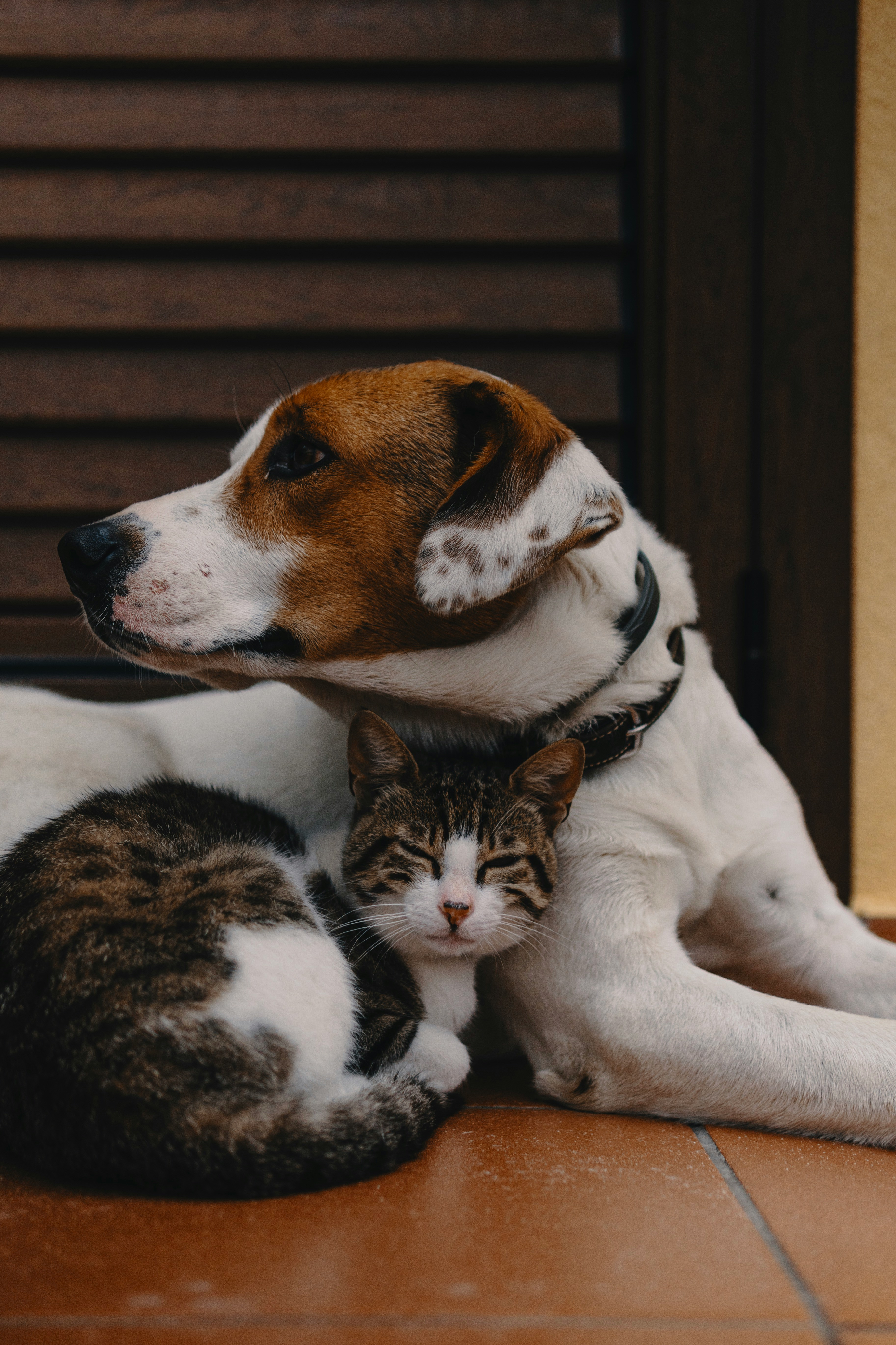 Dermatology and Otitis